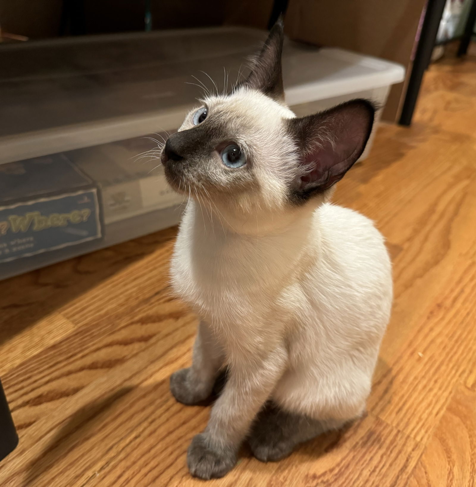 adoptable Cat in Davis, CA named Aspen