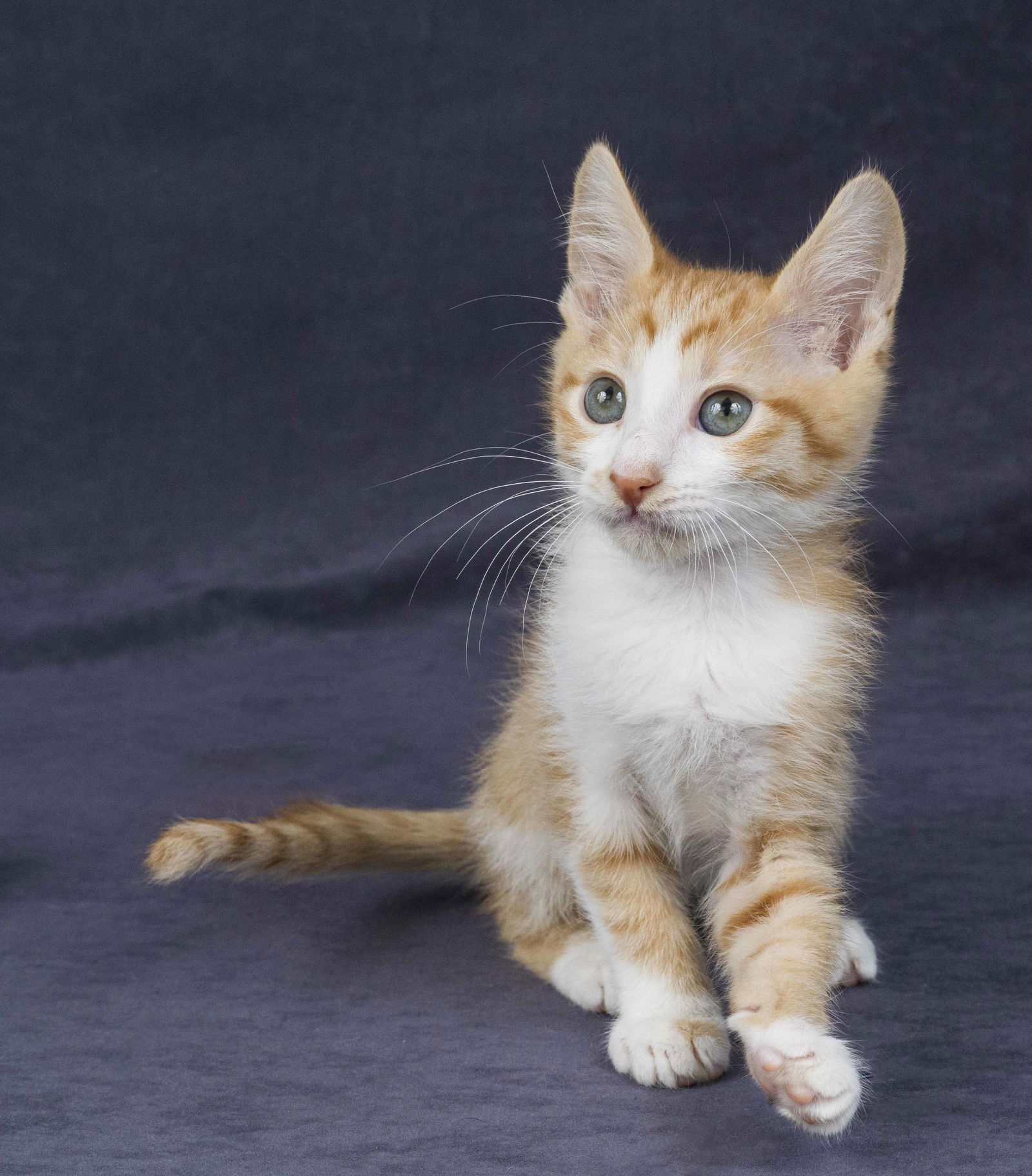 adoptable Cat in Davis, CA named Tangelo