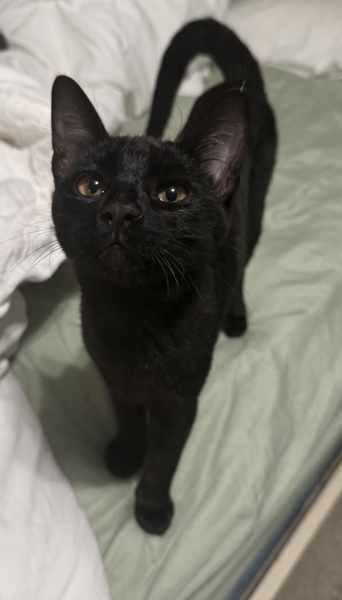 adoptable Cat in Davis, CA named Binx