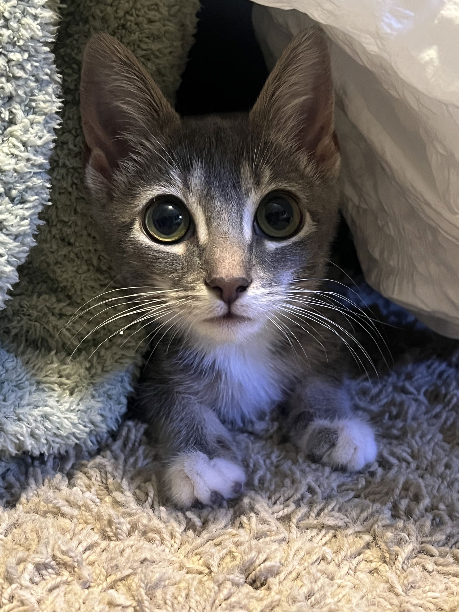 adoptable Cat in Davis, CA named Heidi