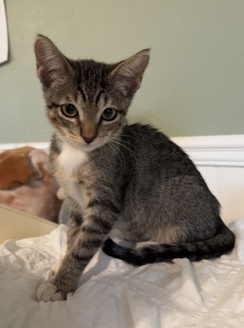 adoptable Cat in Davis, CA named Savannah