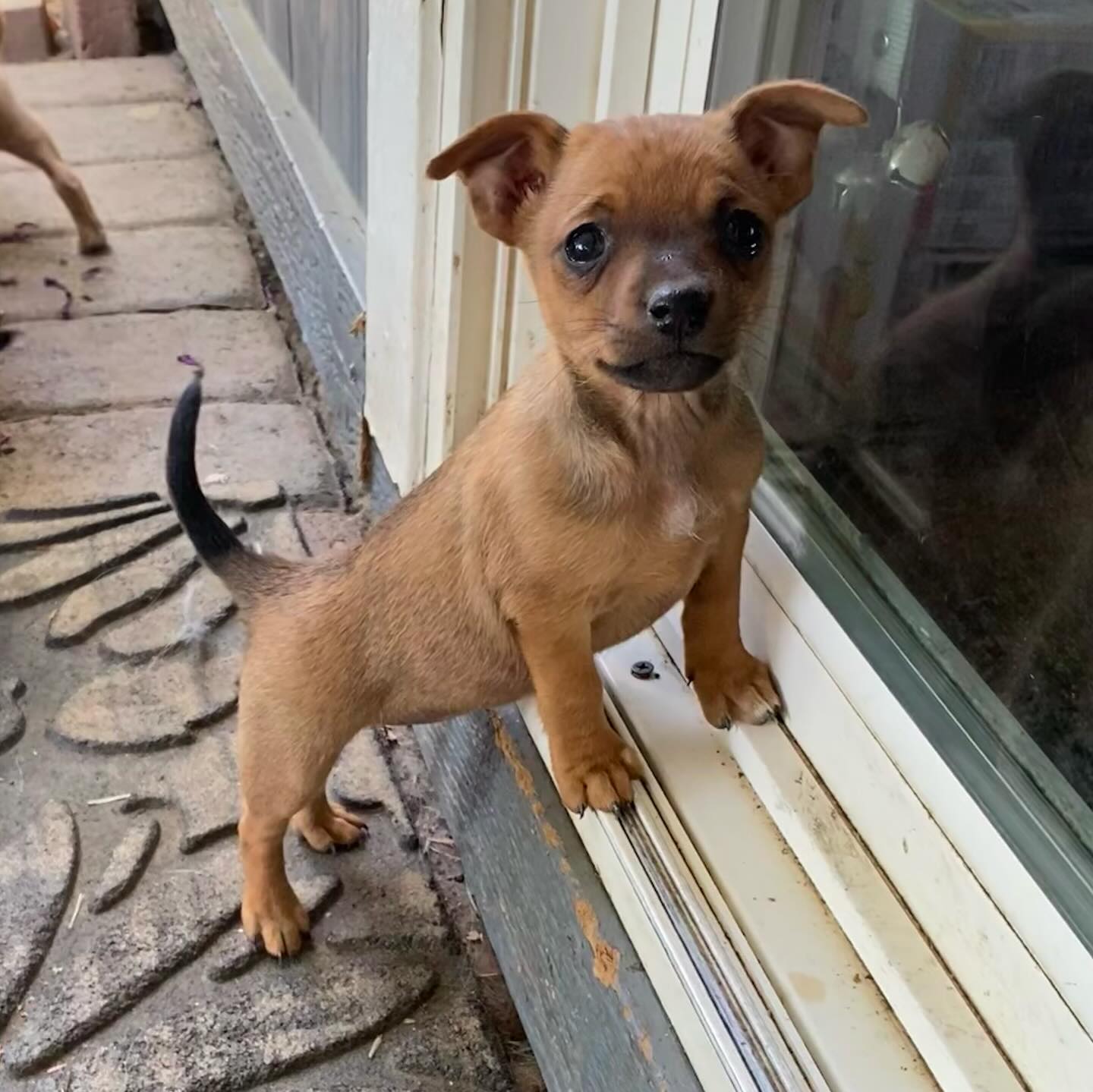 adoptable Dog in Davis, CA named Kiwi