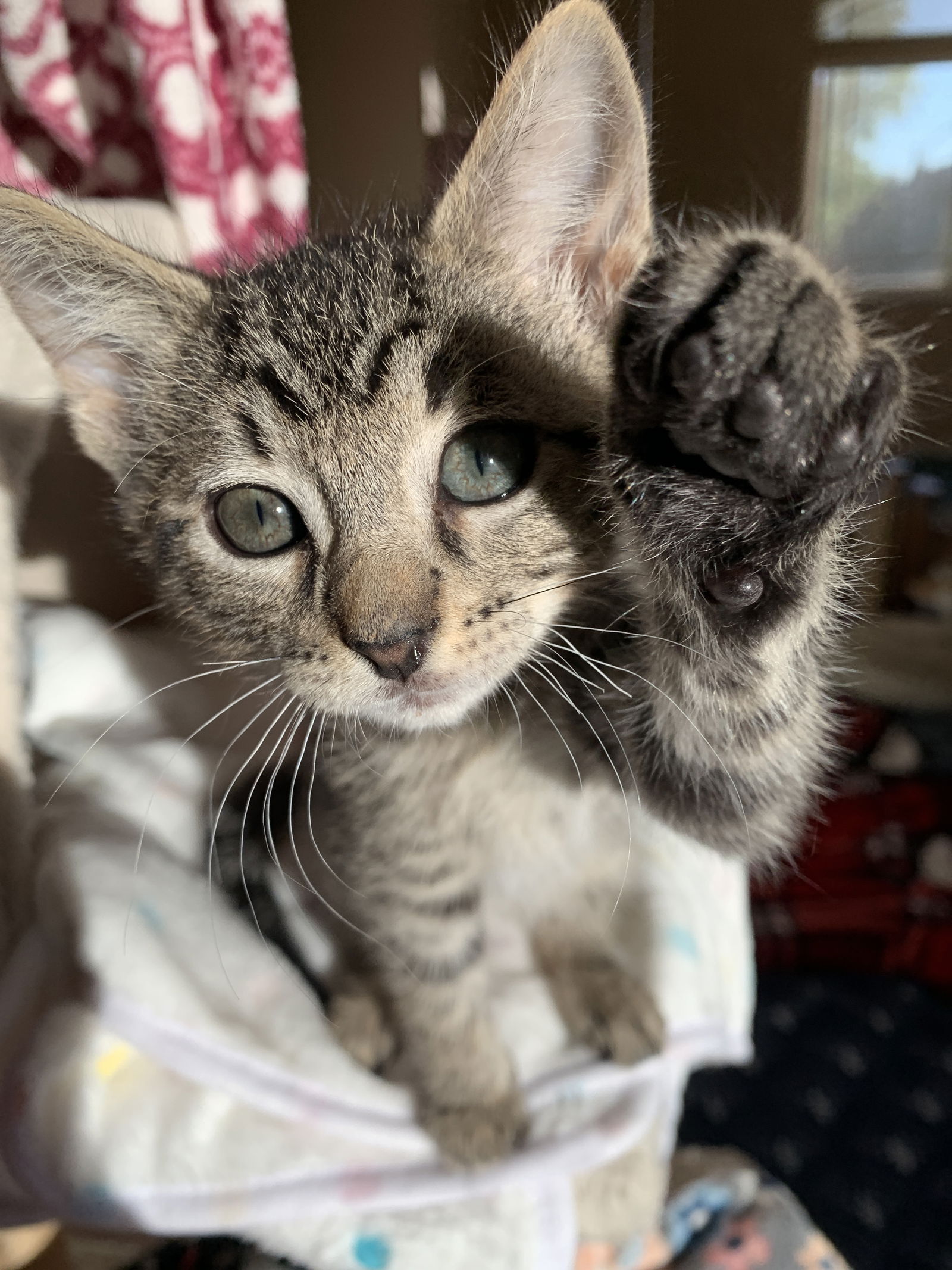 adoptable Cat in Davis, CA named Jorge