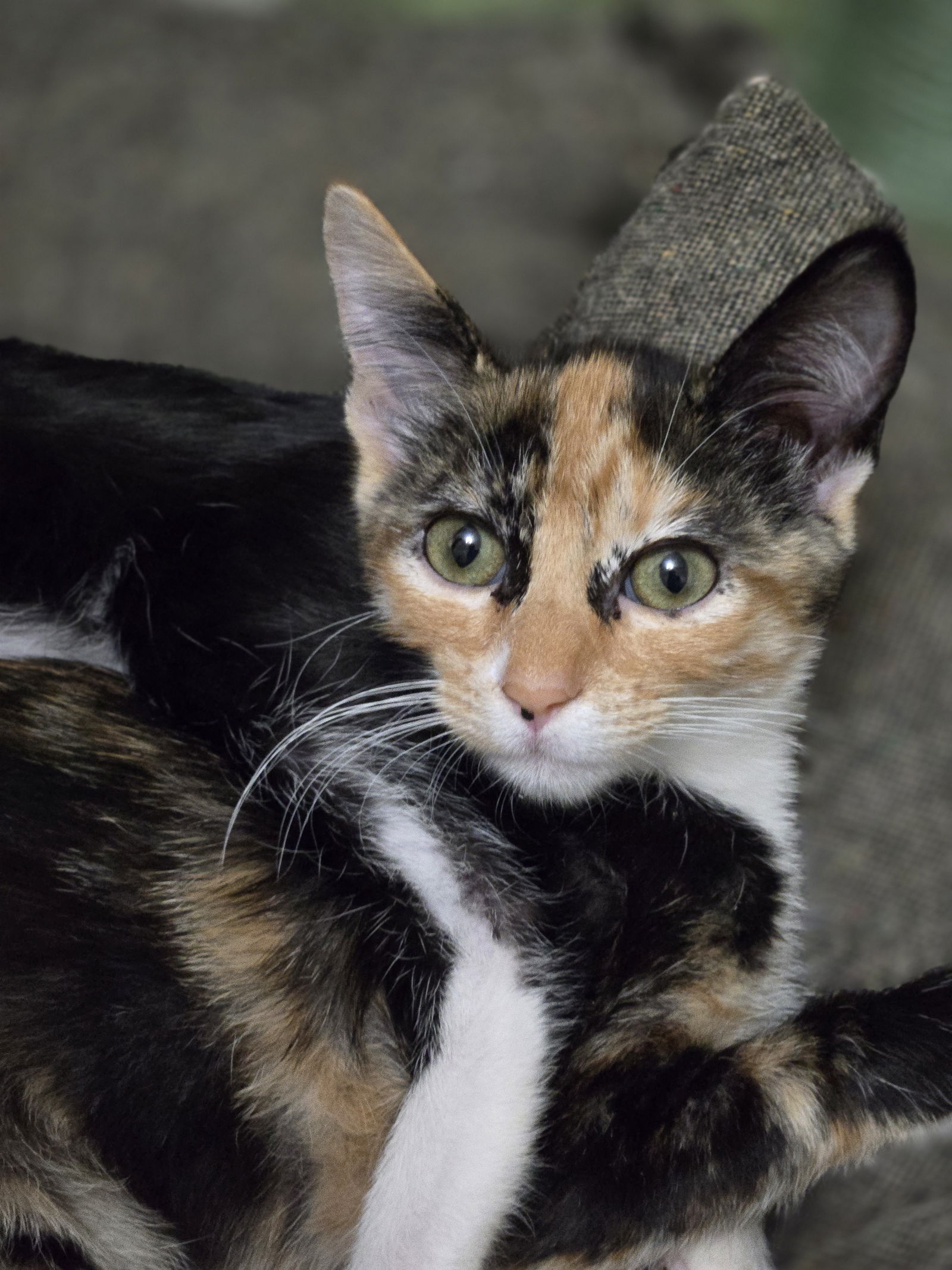 adoptable Cat in Davis, CA named Kirby