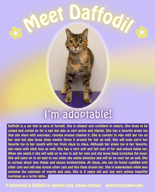 picture of the cat needing adoption