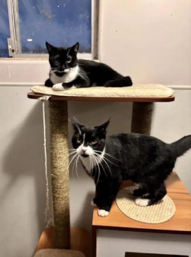 Shirley - Domestic Short Hair