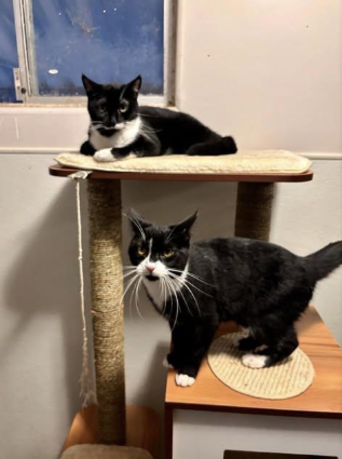 picture of the cat needing adoption