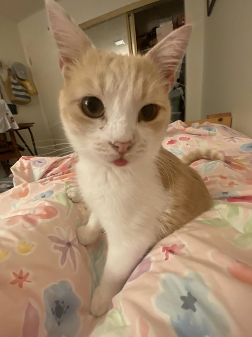 BAGEL - Domestic Short Hair available for adoption
