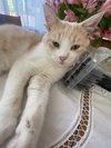 Bagel - Photo 3