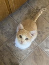Bagel - Photo 4