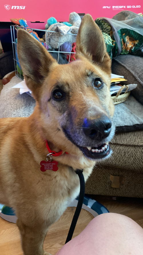 picture of the dog needing adoption