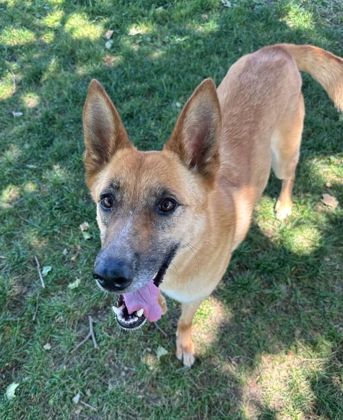 picture of the dog needing adoption