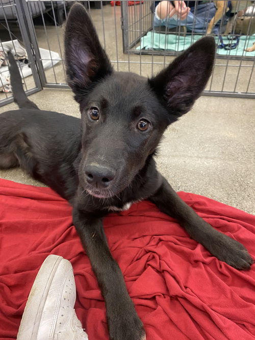 picture of the dog needing adoption