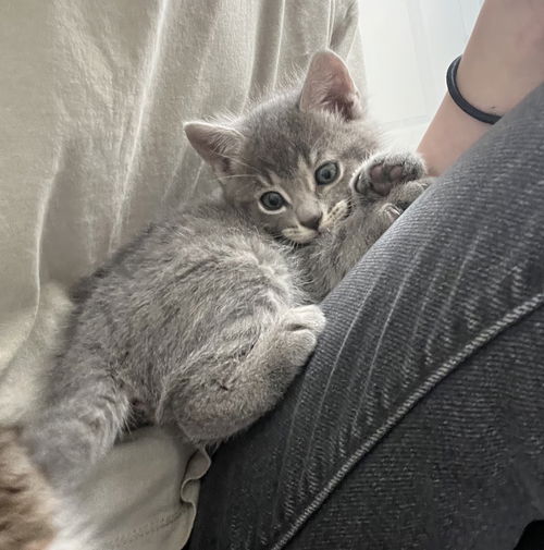 picture of the cat needing adoption