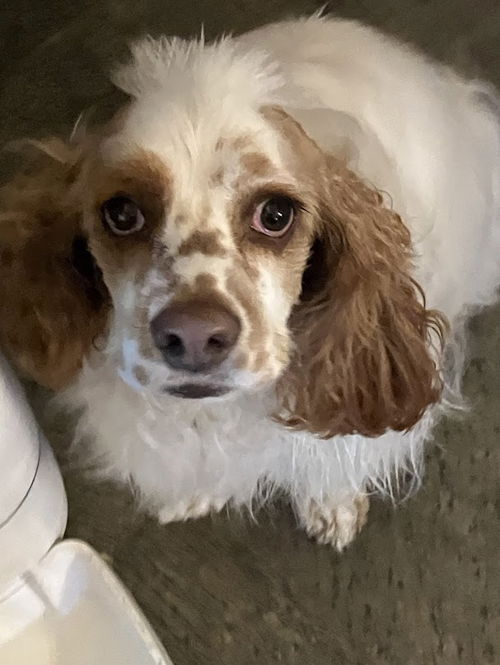 picture of the dog needing adoption