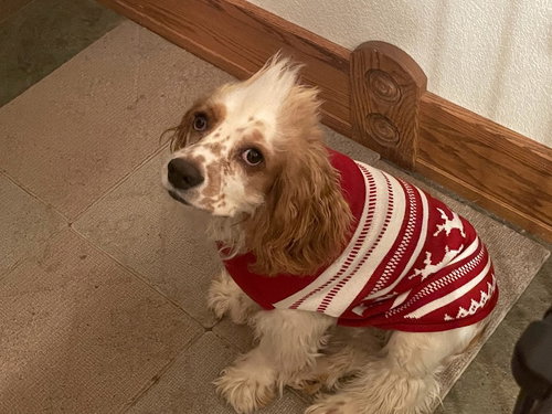 OLLIE - Cocker Spaniel available for adoption