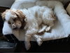 Ollie - Photo 3