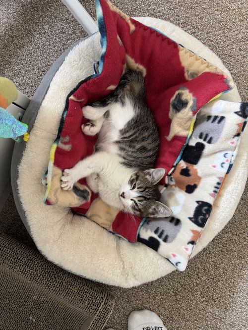 picture of the cat needing adoption