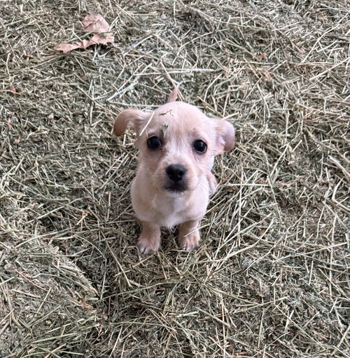 picture of the dog needing adoption
