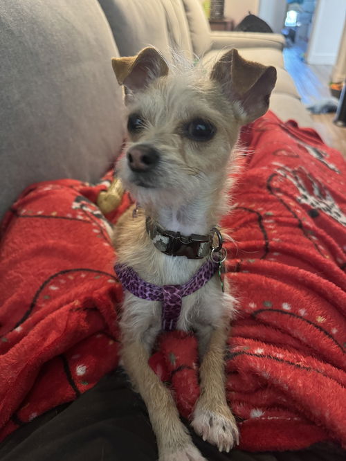 picture of the dog needing adoption