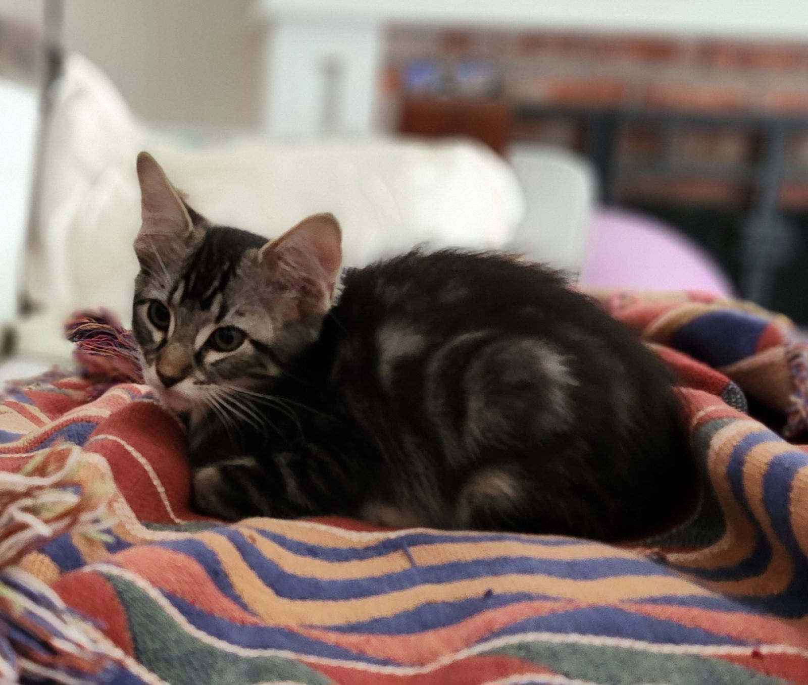 adoptable Cat in Davis, CA named Kenji