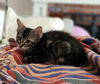adoptable Cat in  named Kenji