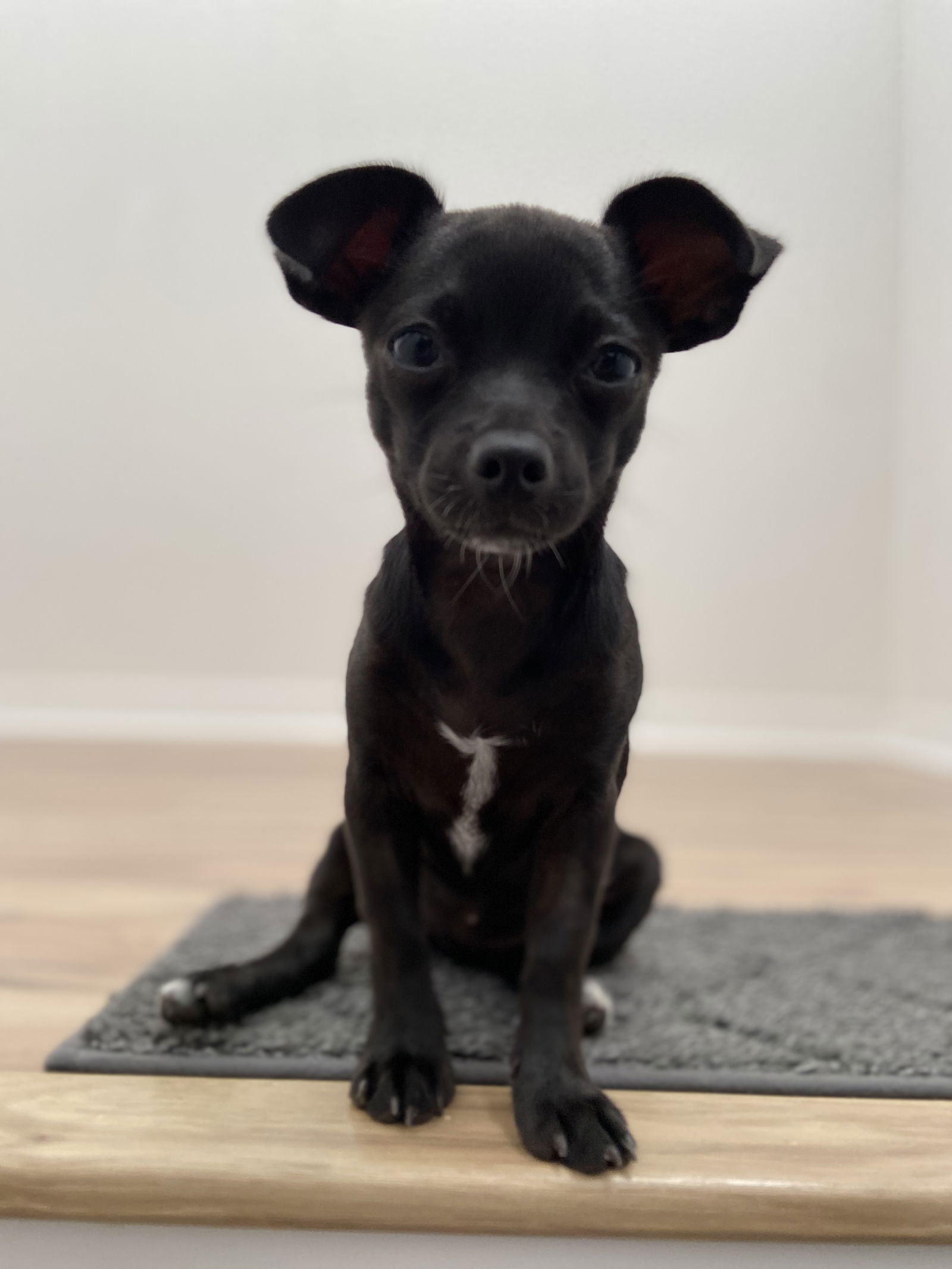 adoptable Dog in Davis, CA named Kona