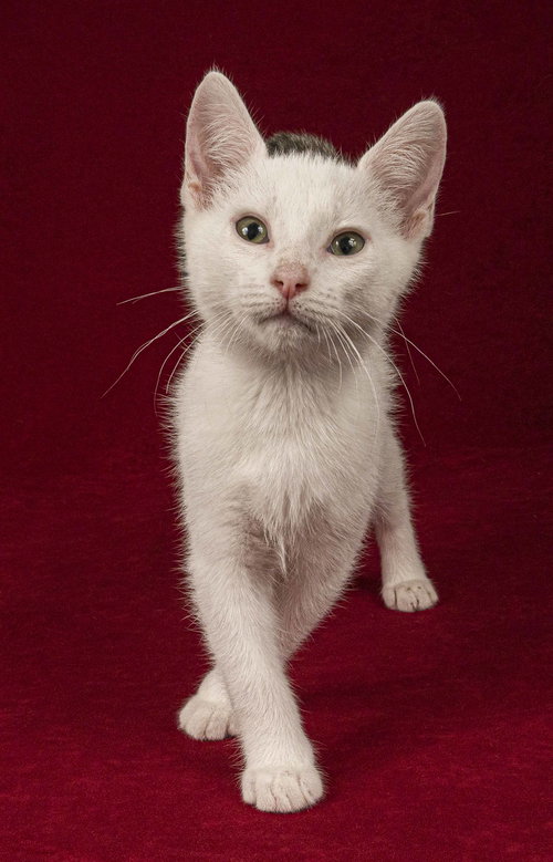 picture of the cat needing adoption