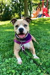 adoptable Dog in  named Amber (Coutesy Post)