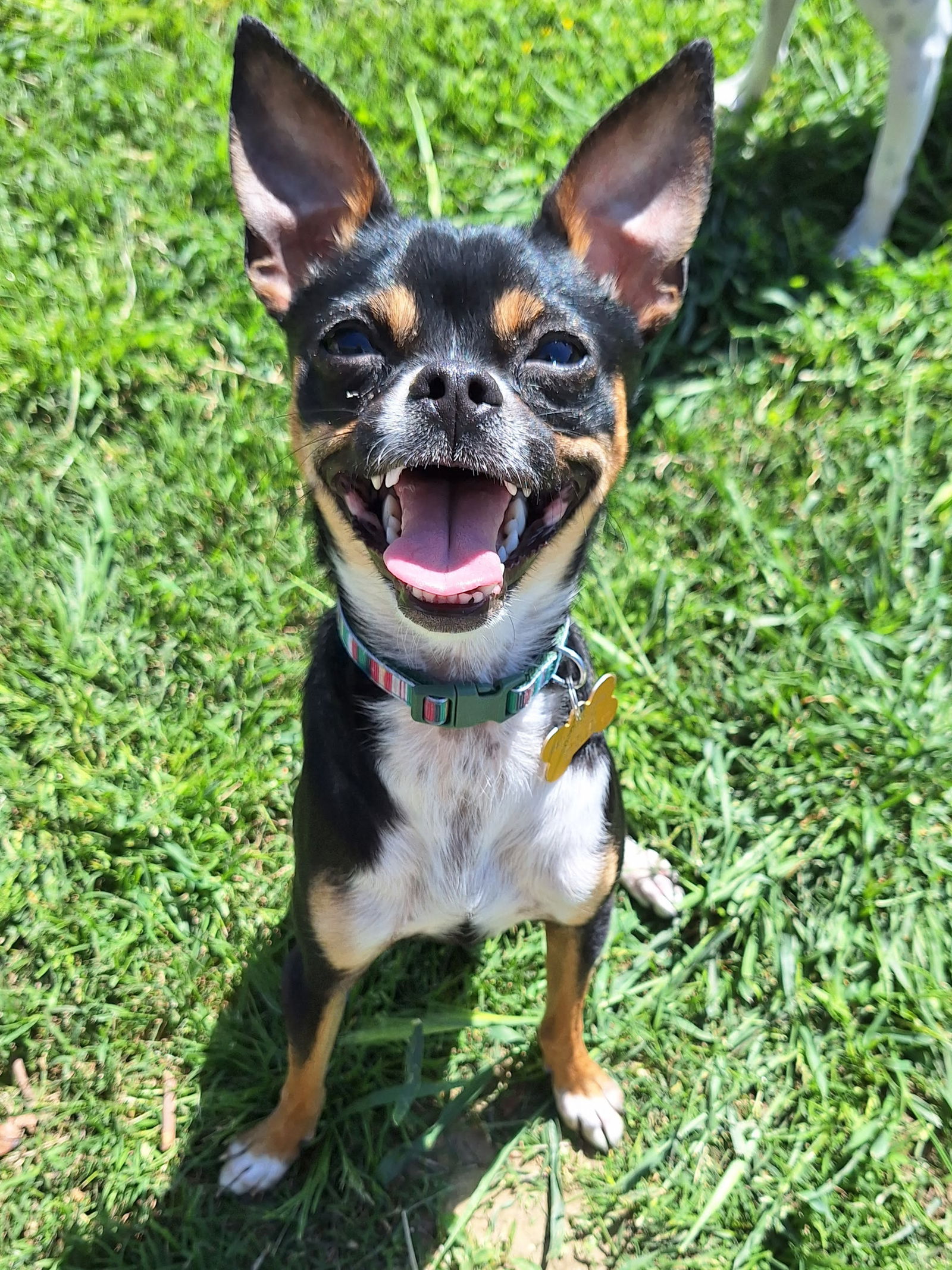 adoptable Dog in Davis, CA named Ziggy