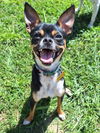 adoptable Dog in  named Ziggy