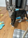 Sammy - Photo 1