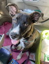 adoptable Dog in  named Cheerio