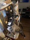 Cheerio - Photo 5