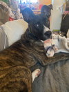 Cheerio - Photo 6