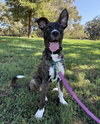 Cheerio - Photo 1