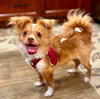 adoptable Dog in  named Remy