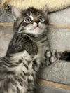 adoptable Cat in  named Marcia