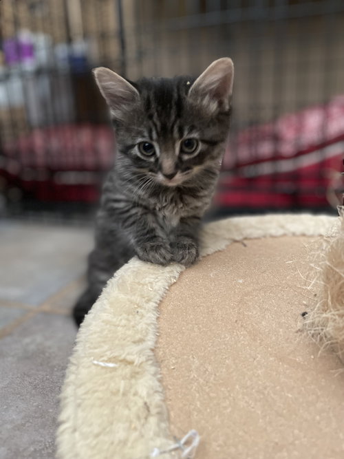 JAN - Domestic Medium Hair available for adoption