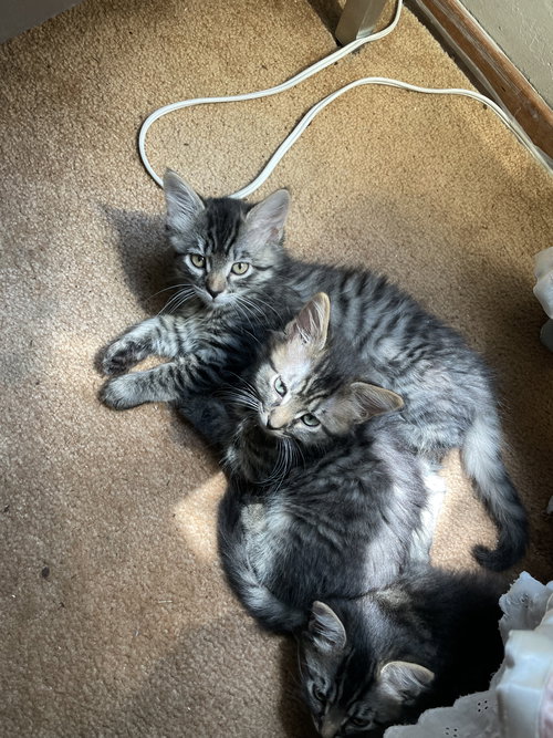 picture of the cat needing adoption
