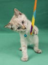 adoptable Cat in  named Megrez