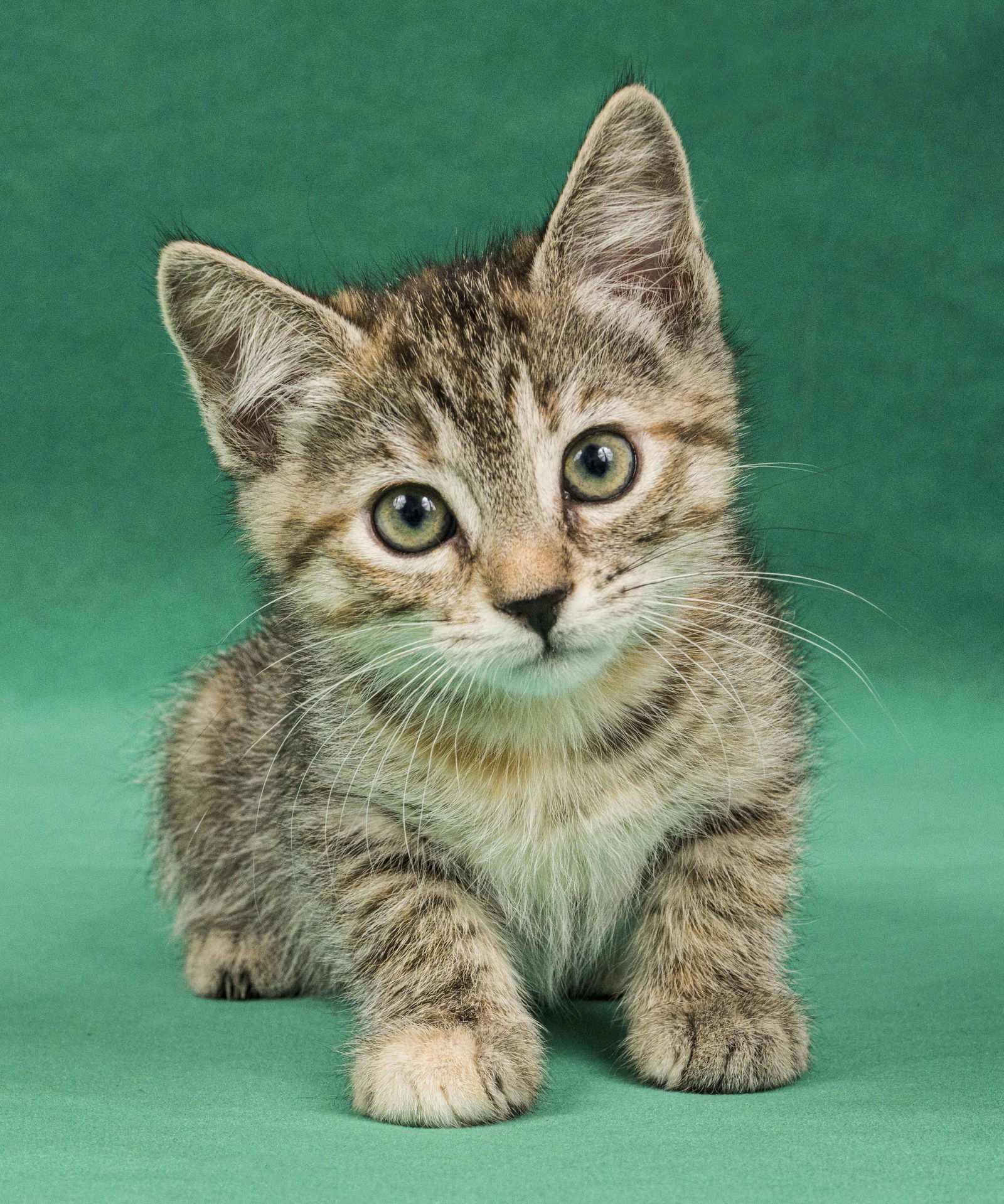 adoptable Cat in Davis, CA named Mizar