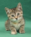 adoptable Cat in Davis, CA named Mizar