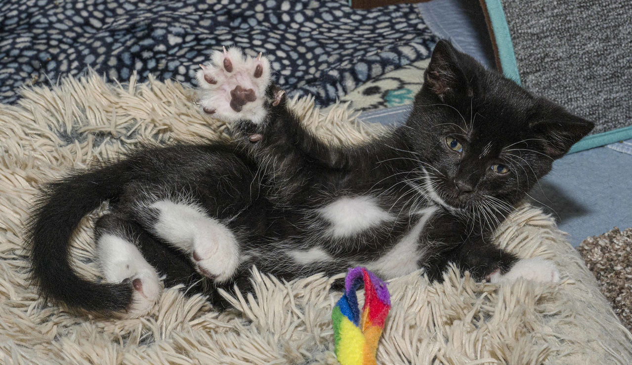 adoptable Cat in Davis, CA named Pike