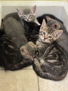 adoptable Cat in Davis, CA named Vault