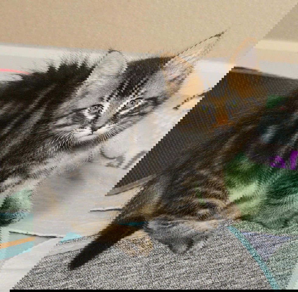 adoptable Cat in Davis, CA named Tumble