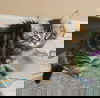 adoptable Cat in Davis, CA named Tumble