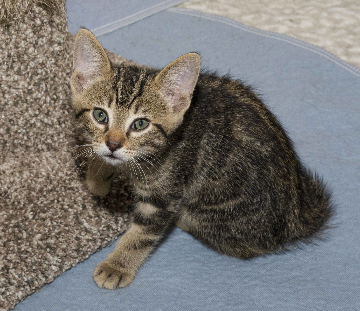 adoptable Cat in Davis, CA named Pommel