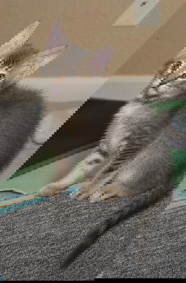 adoptable Cat in Davis, CA named Salto