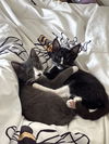 adoptable Cat in Davis, CA named Izzy